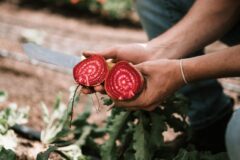 Organic market in Wyck-Maastricht | Beat the beets!