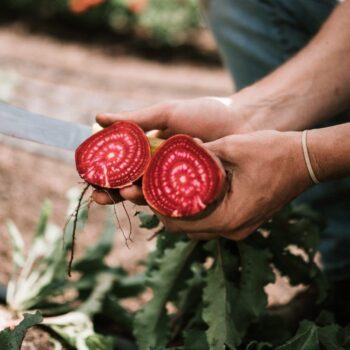 MAASTRICHT MAGAGAZINE Recommends | Organic Market in Wyck-Maastricht | MAASTRICHT MAGAZINE | M+MAG MAASTRICHT MAGAGAZINE Recommends | Organic Market in Wyck-Maastricht | MAASTRICHT MAGAZINE | M+MAG