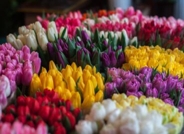 Flower Market Maastricht | Not just in Amsterdam!