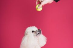 International Dogshow Maastricht | DON’T BITE!