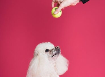 International Dogshow Maastricht | DON’T BITE!