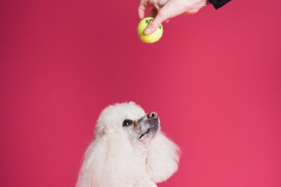 International Dogshow Maastricht | DON’T BITE!