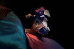 Magical Maastricht Christmas Market | Party with Rudolf!